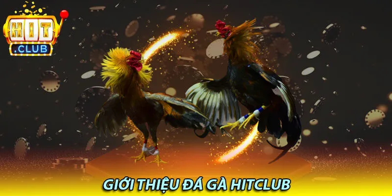 Nhà cái HitClub chơi đá gà uy tín nhất hiện nay